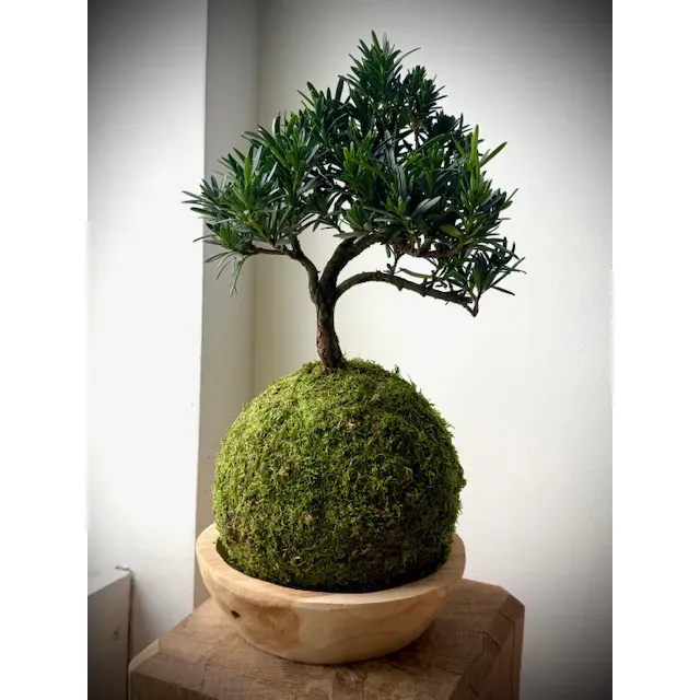 Oh My Green Podocarpus kokedama mousse taille L ombre