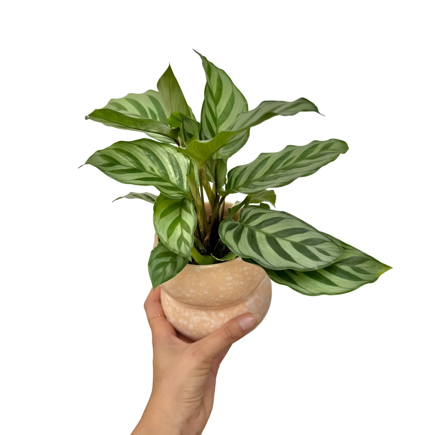 Plant and Stories Calathea Freddie plante rayée graphique facile
