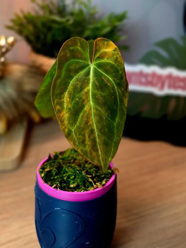 plant.ess Anthurium Ace of Spades Papillilaminum Dressleri RVDP plante 2 feuilles panachée