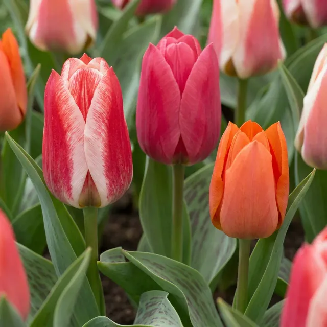Plant and Stories Tulipe Greigii bulbes 15 standard printanière