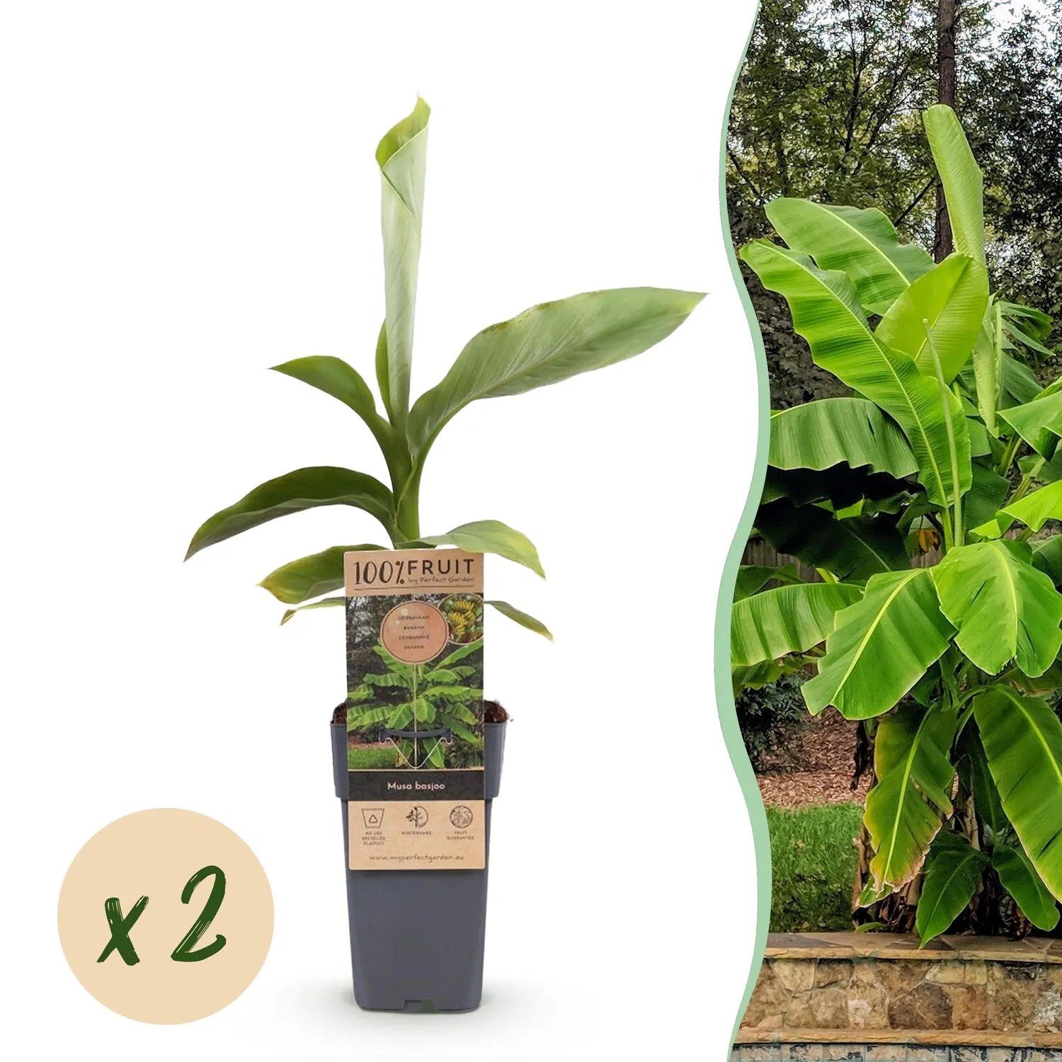 Plant and Stories Musa basjoo bananier rustique lot 2 vert