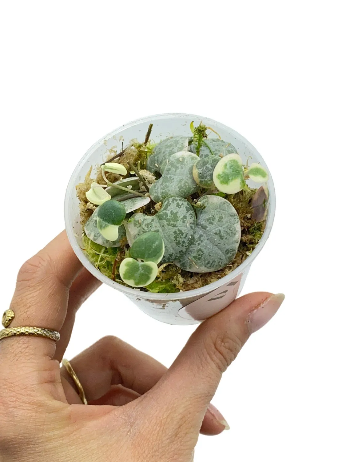 Plant and Stories Ceropegia Woodii Variegata plante pot 6cm retombante