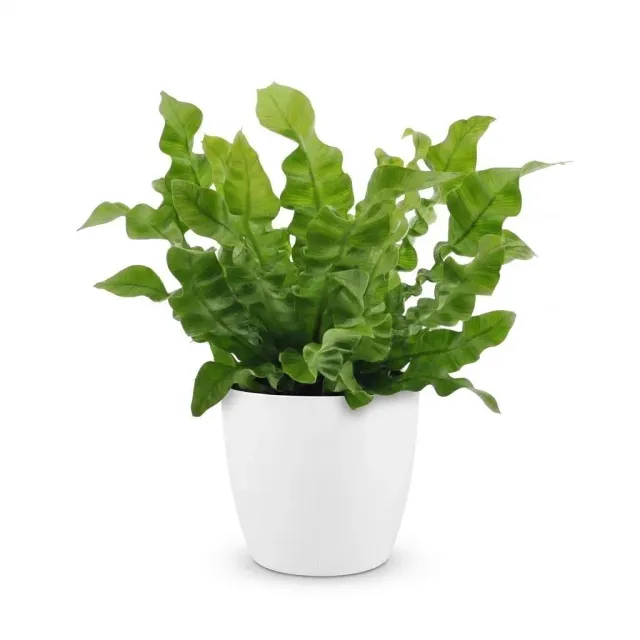 Plant and Stories Crispy Wave fougère nid pot 12 cm 1 plante