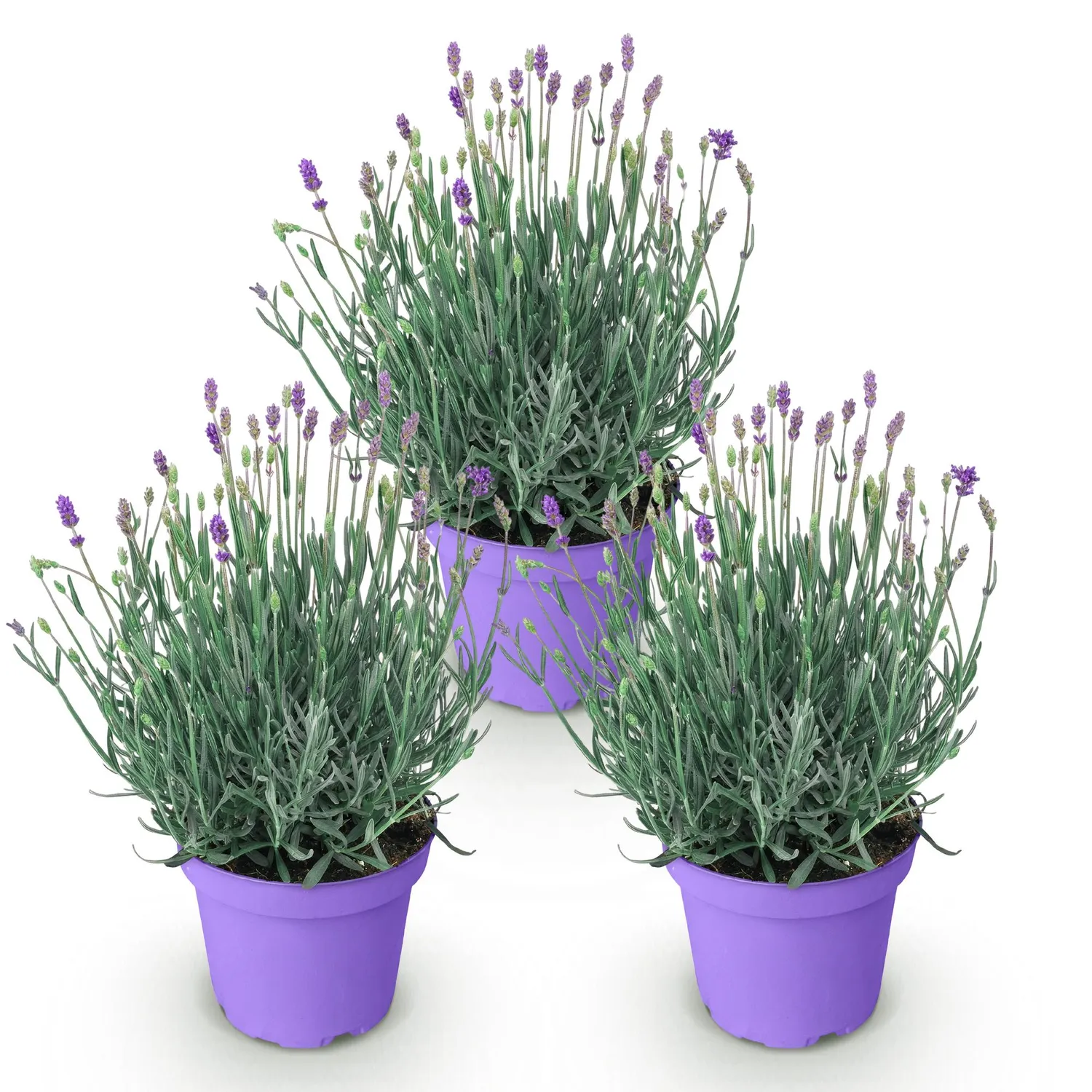 Plant and Stories Lavandula Munstead lavande 1 plant parfumée