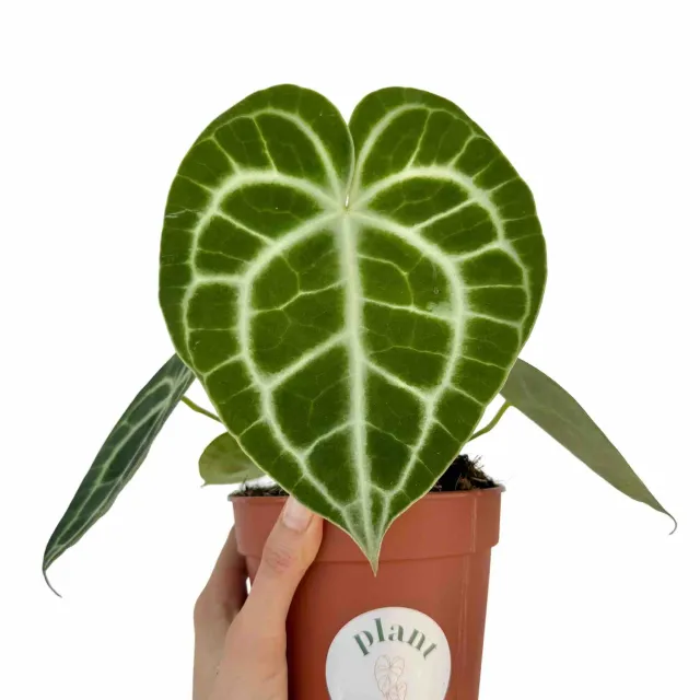 Plant and Stories Anthurium Clarinervium plante velours 12cm