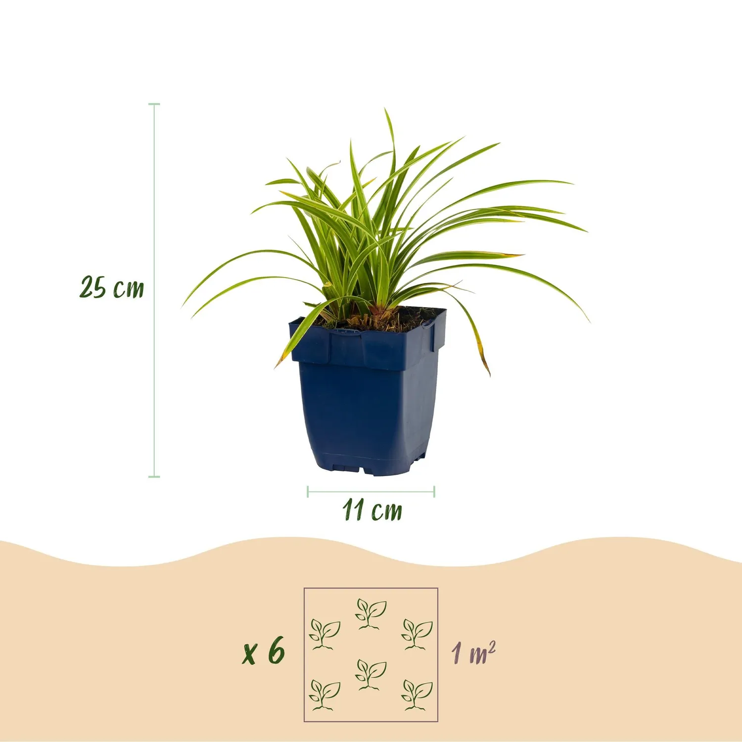 Plant and Stories Carex Ice Dance pot 11 cm 1 plant