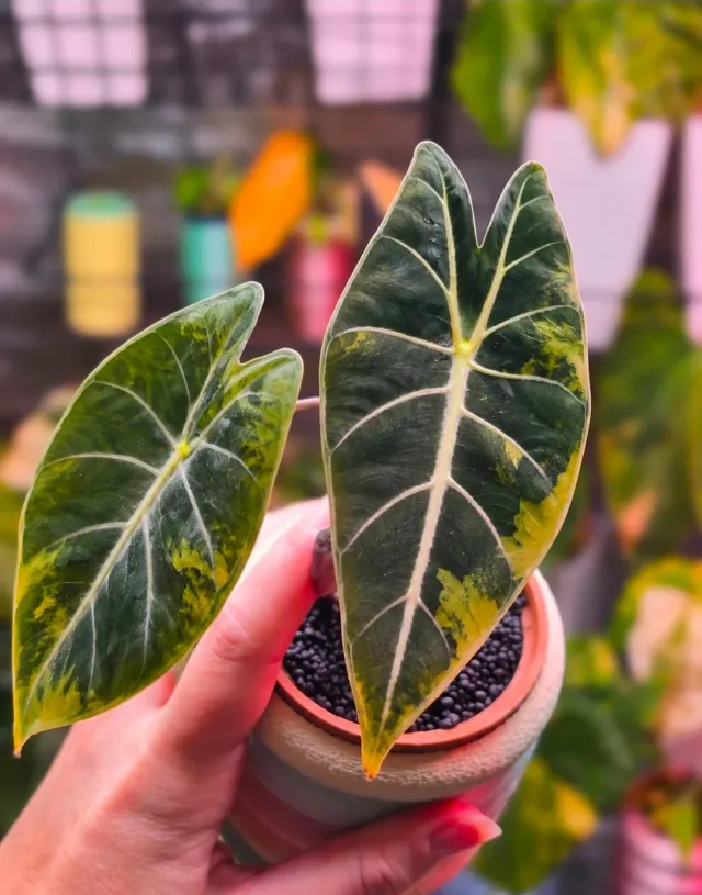 plant.ess Alocasia Grandis Aurea corme collector doré