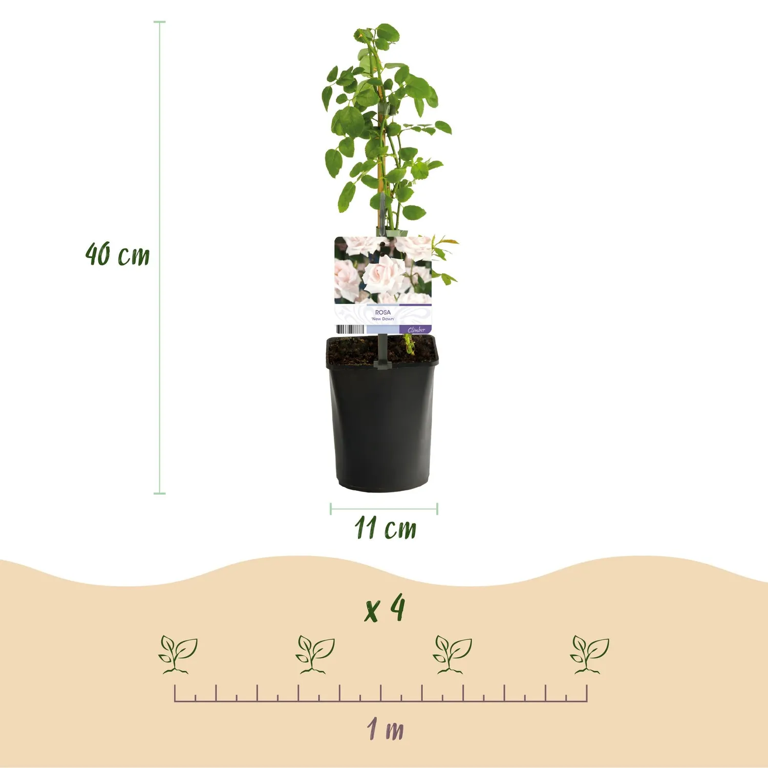Plant and Stories New Dawn rosier grimpant lot de 2 parfumé