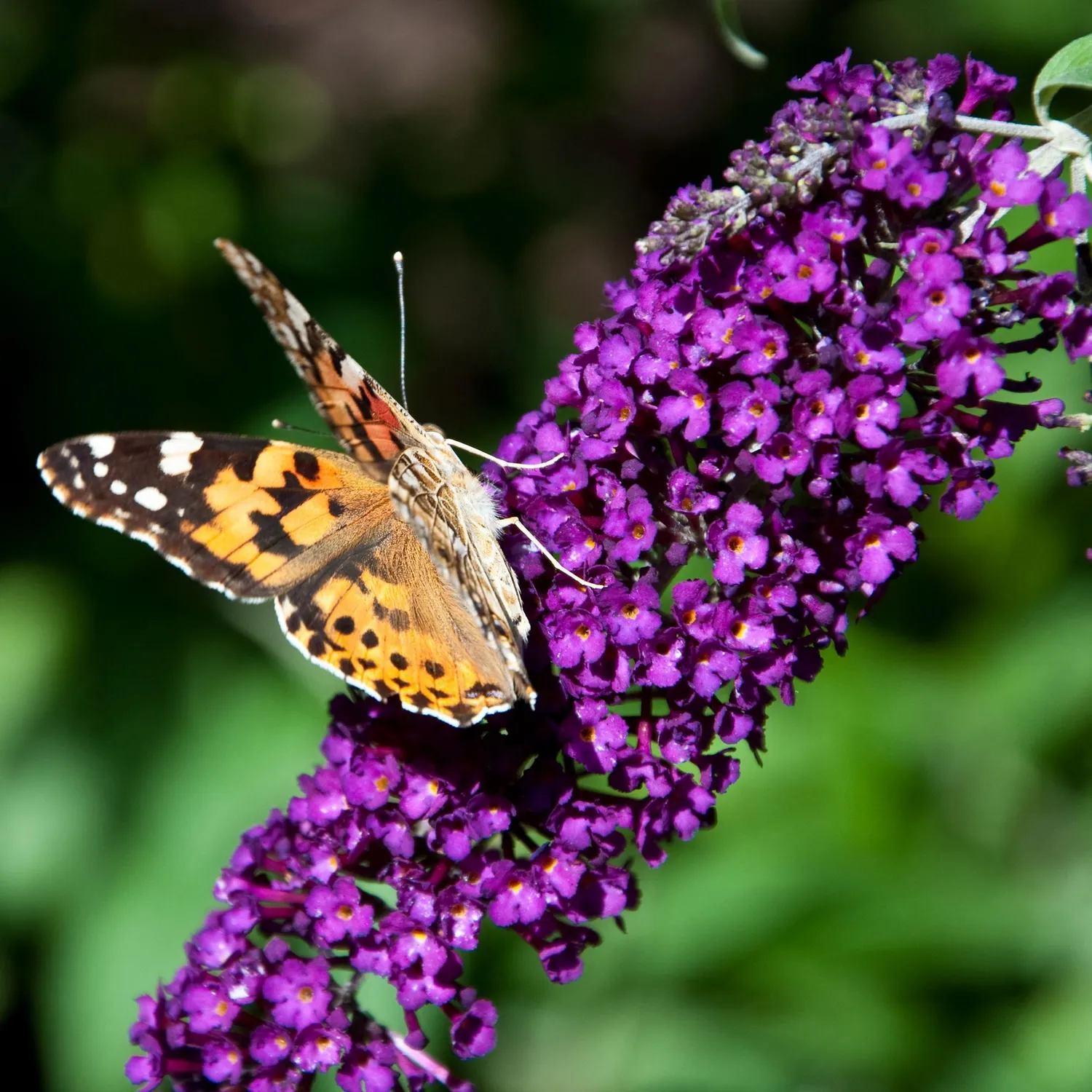 Plant and Stories Buddleja Black Night arbuste 1 plant violet