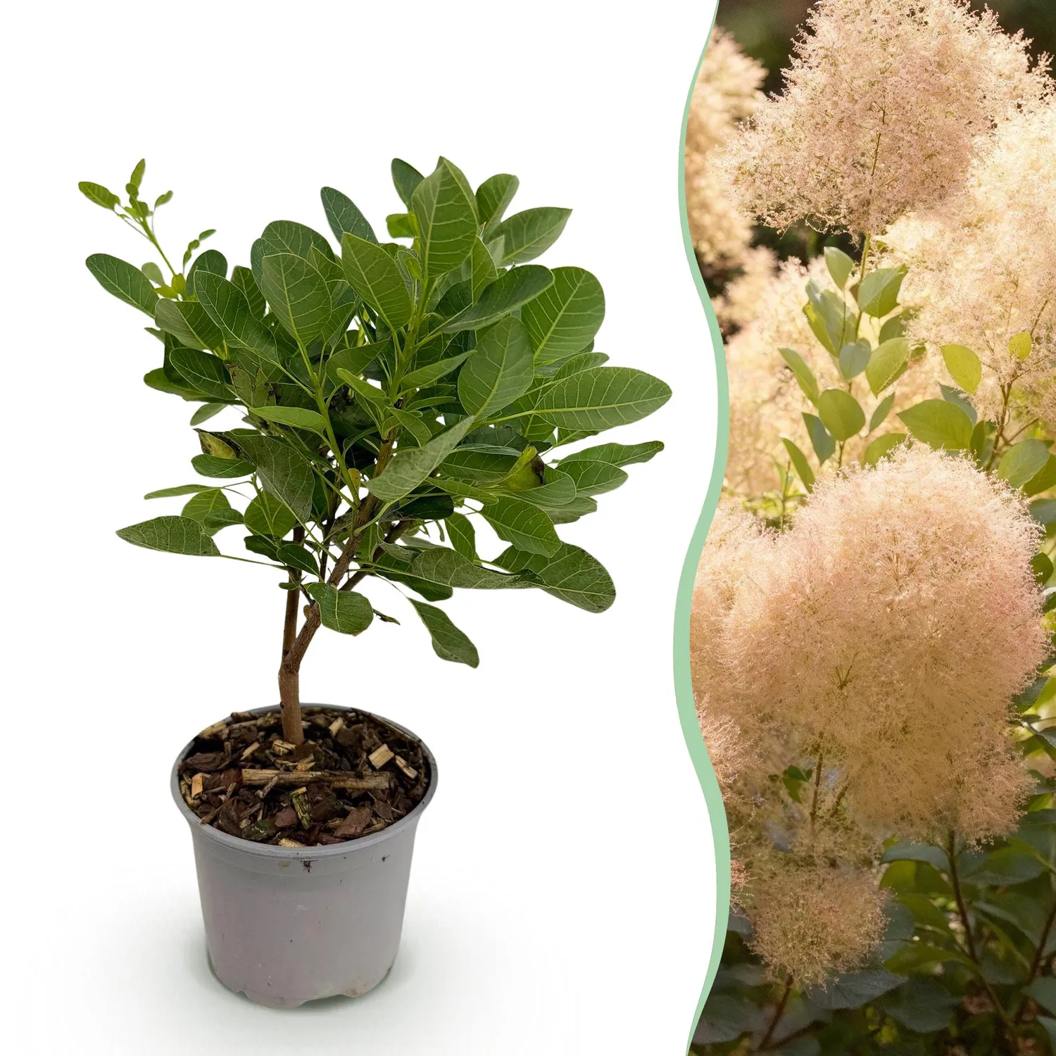 Plant and Stories Young Lady arbre perruque rose 1 plant