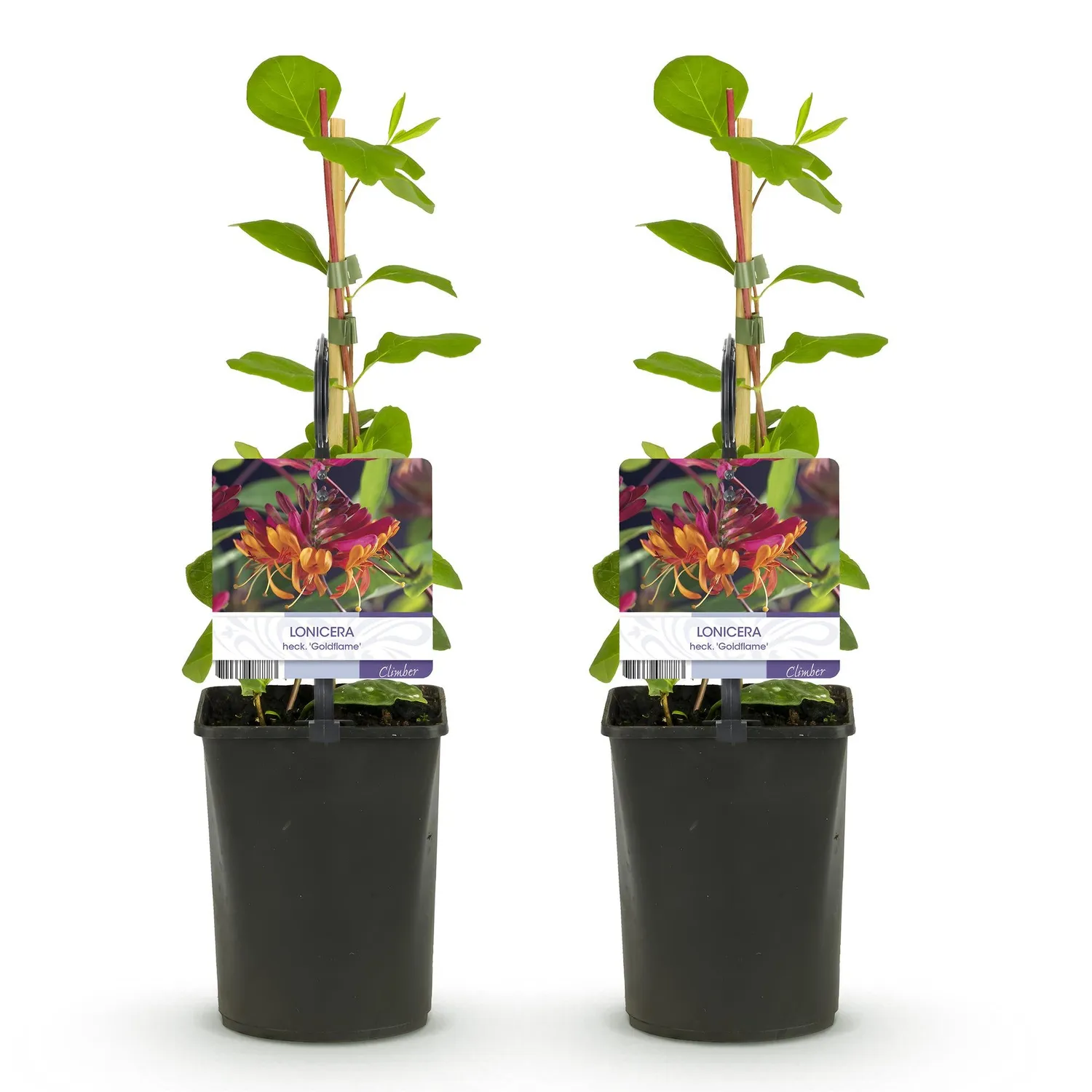 Plant and Stories Goldflame chèvrefeuille grimpante 2 plants parfumée