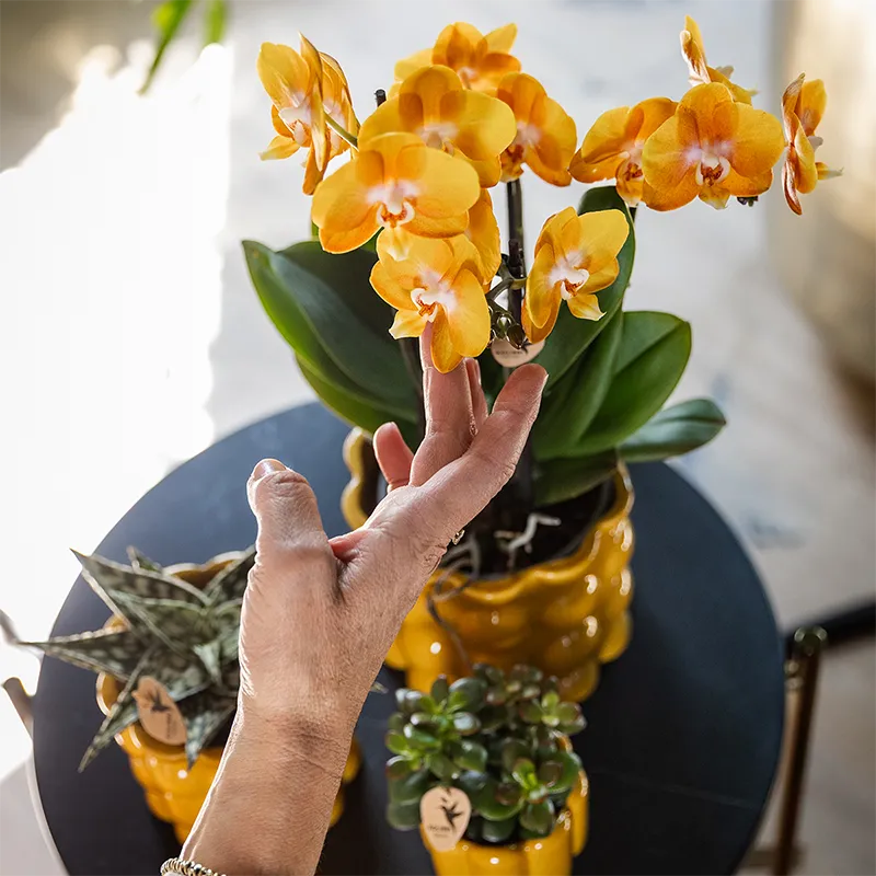 Plant and Stories Phalaenopsis Las Vegas orchidée orange pot 12 cm