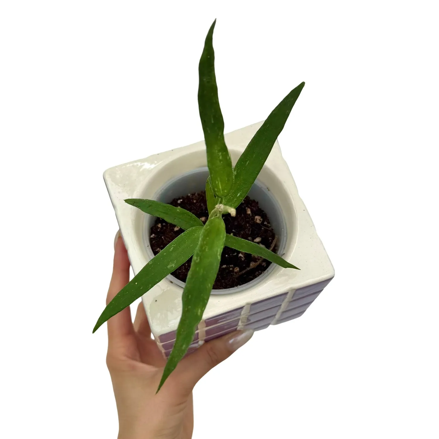 Plant and Stories Hoya Burmanica Long Leaves plante pot 9 cm