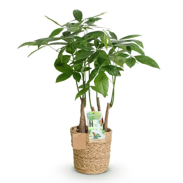 Plant and Stories Pachira Aquatica arbre pot 17 cm tressé