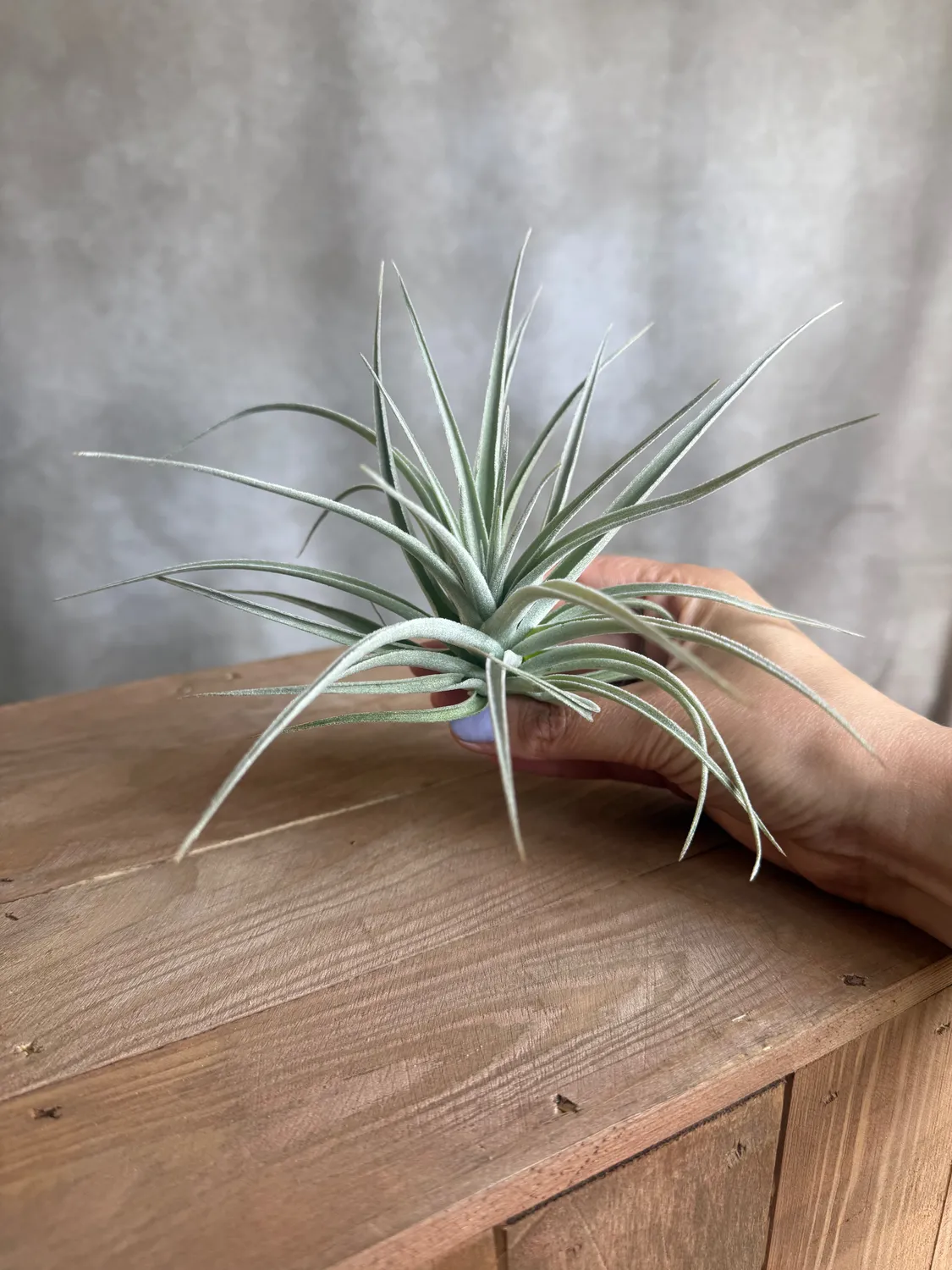 Airplantshop Tillandsia pohliana plante aérienne 10 cm xeric
