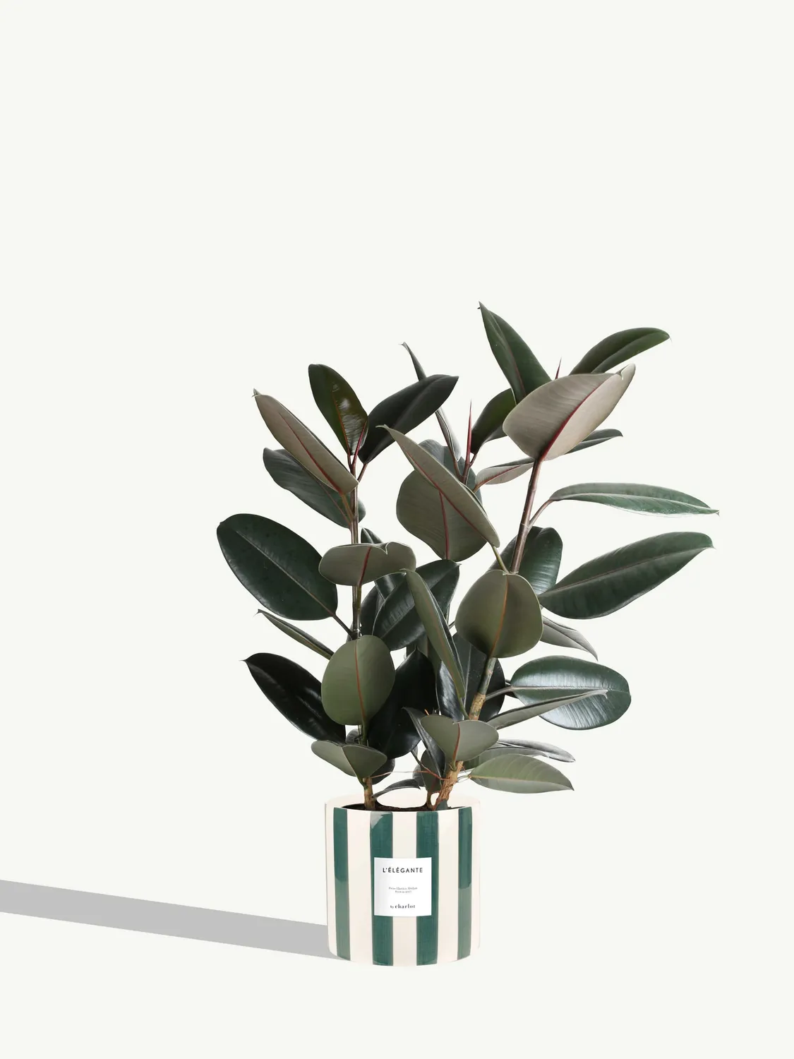 By Charlot L'Élégante ficus elastica plante pot 24 cm XL