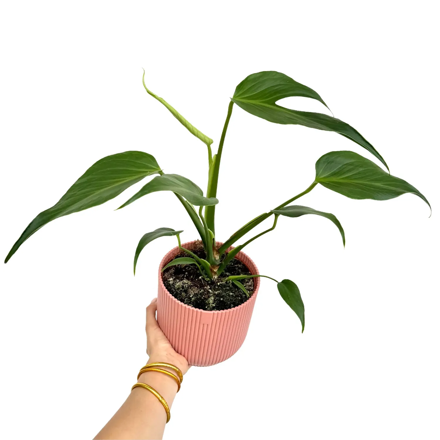 Plant and Stories Monstera Burle Marx Flame plante pot 6 cm découpée