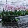 Orchidées de Prestige Brut Sauvage 3 orchidée compacte