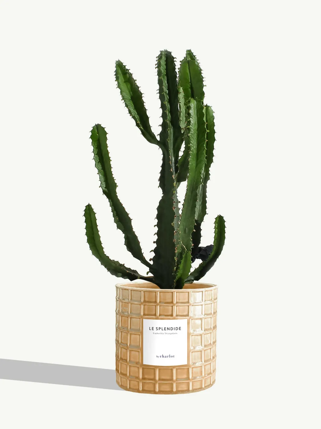 By Charlot Le Splendide euphorbe plante pot 14 cm soleil