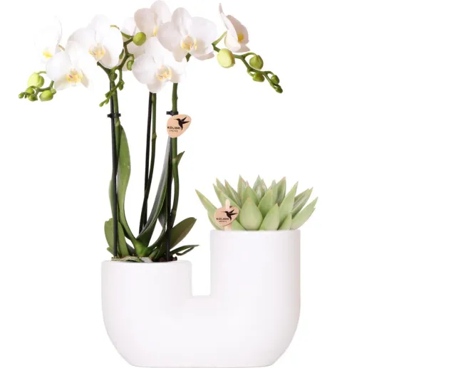 Plant and Stories Phalaenopsis blanche orchidée coffret 9 cm