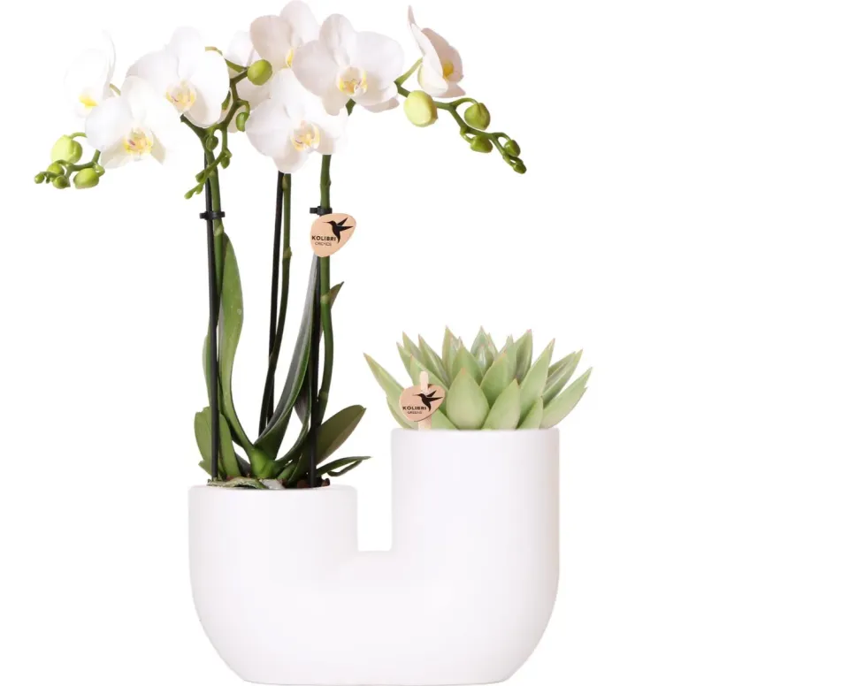 Plant and Stories Phalaenopsis blanche orchidée coffret 9 cm