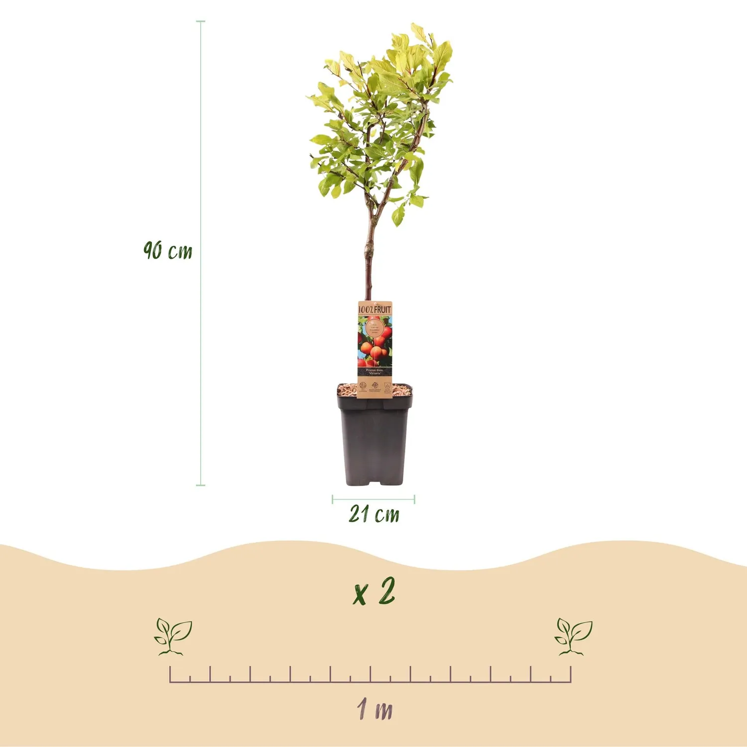 Plant and Stories Victoria prunier arbre fruitier pot 21 cm rustique