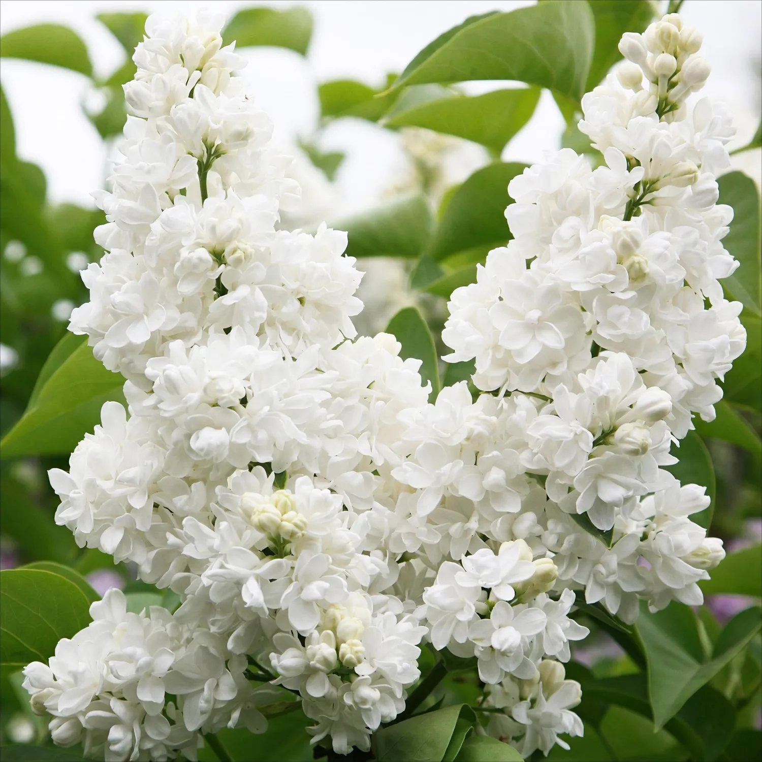 Plant and Stories Lilas Mme Lemoine arbuste pot 17 cm blanc