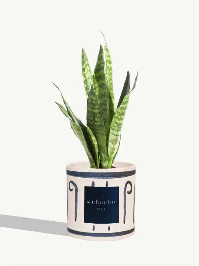 By Charlot Le Flambeur plante sansevieria pot bleu 35 cm