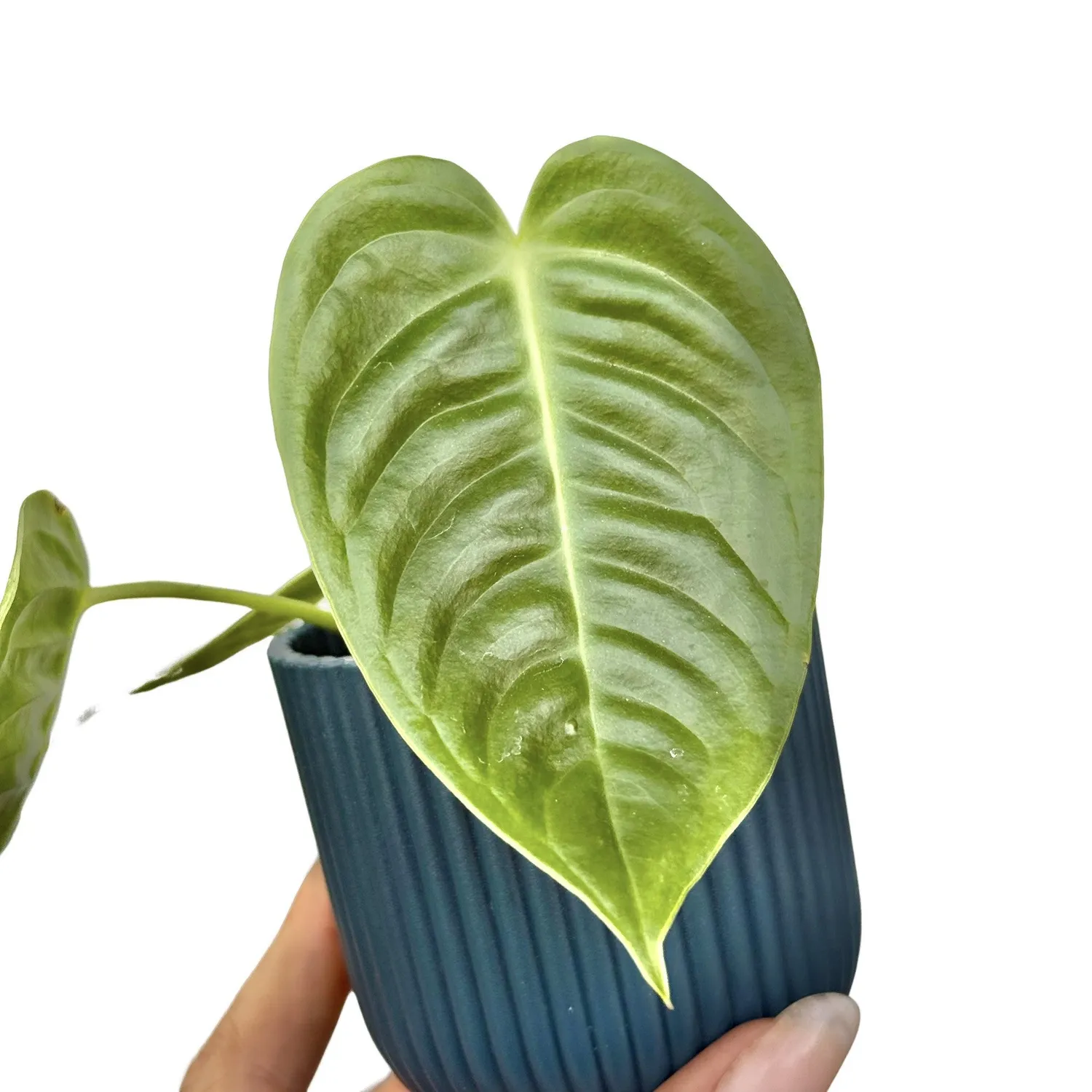 Plant and Stories Anthurium Veitchii plante d'intérieur pot 6 cm