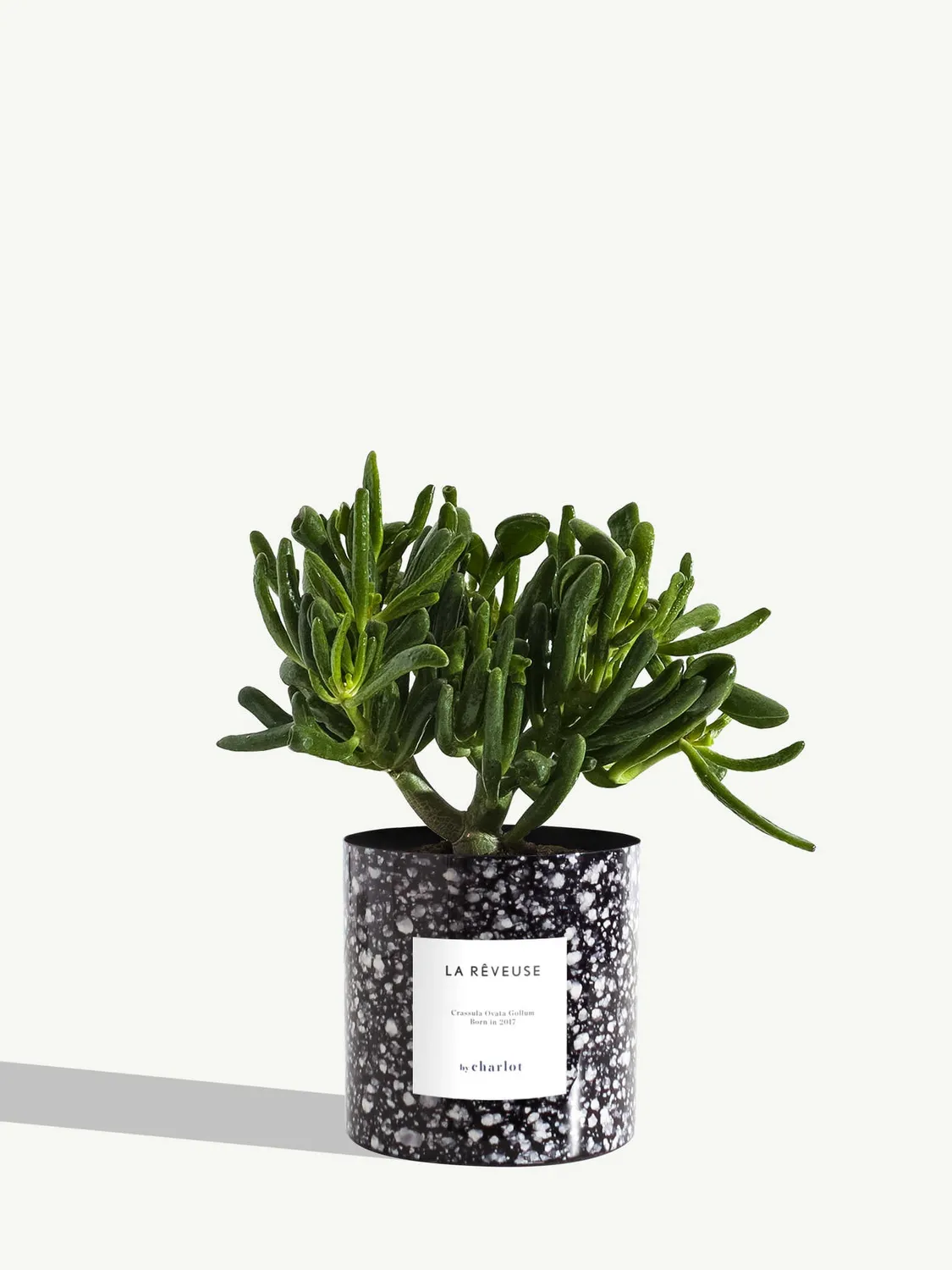 By Charlot La Rêveuse plante d'intérieur standard