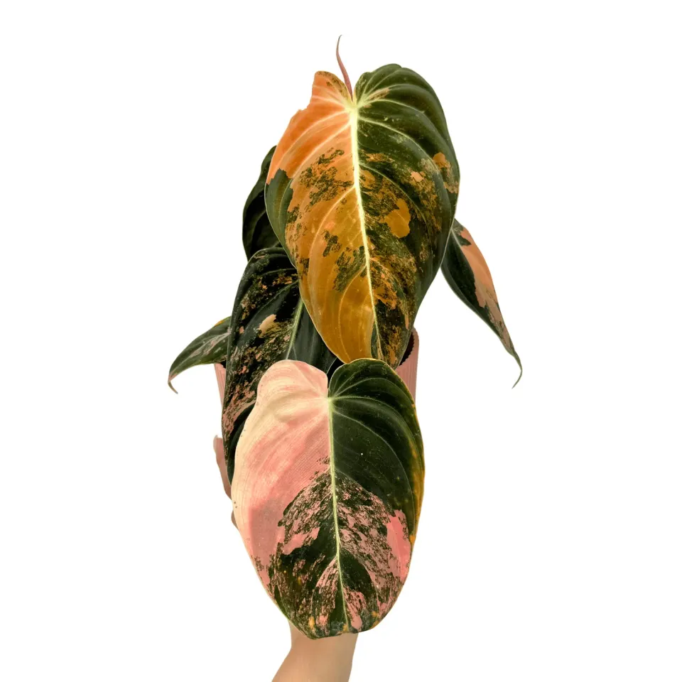 Plant and Stories Philodendron Melanochrysum Variegata pot 12 cm