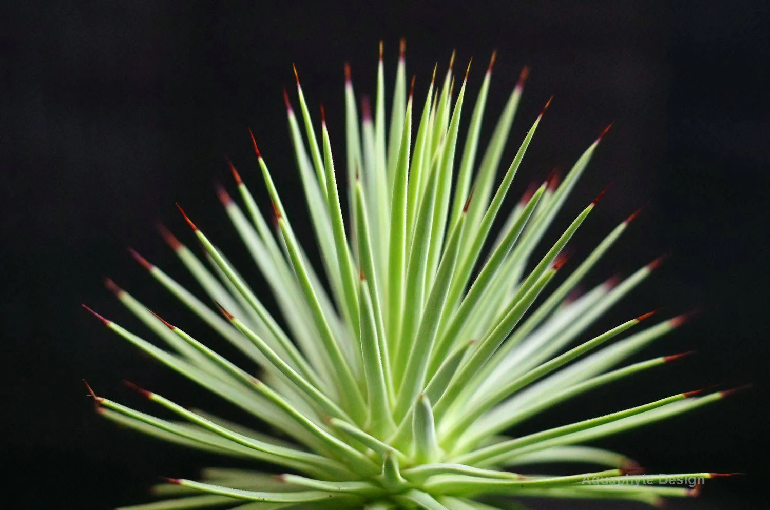 AQUAPHYTE Chichén Itzá Ni kokedama agave nana