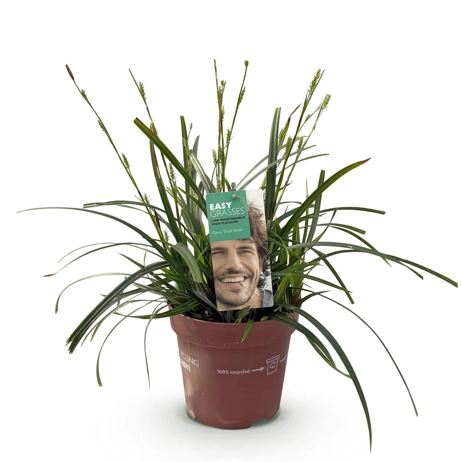 Plant and Stories Carex Intense Green laîche verte pot 17 cm