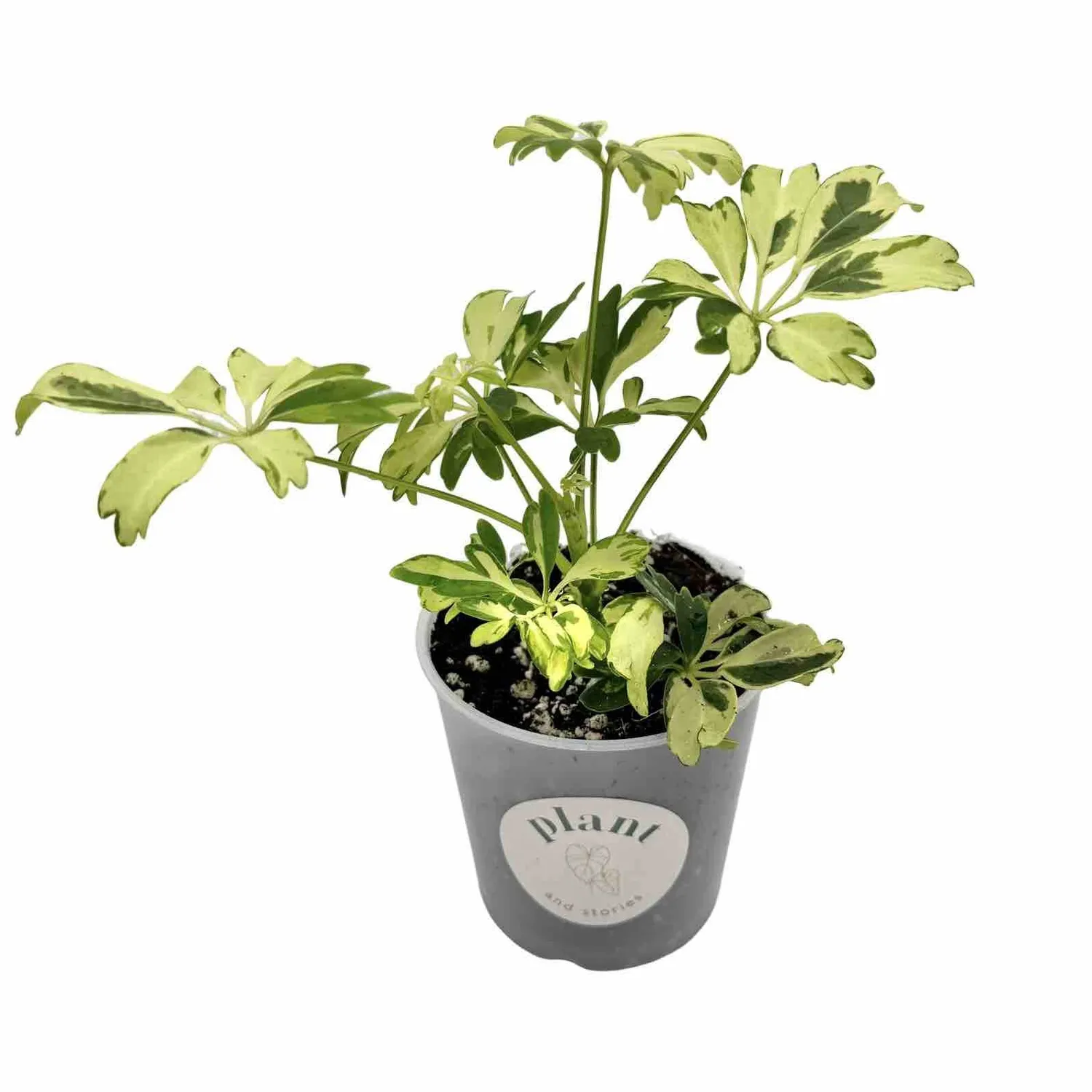 Plant and Stories Schefflera Janine plante d'intérieur 9cm panachée