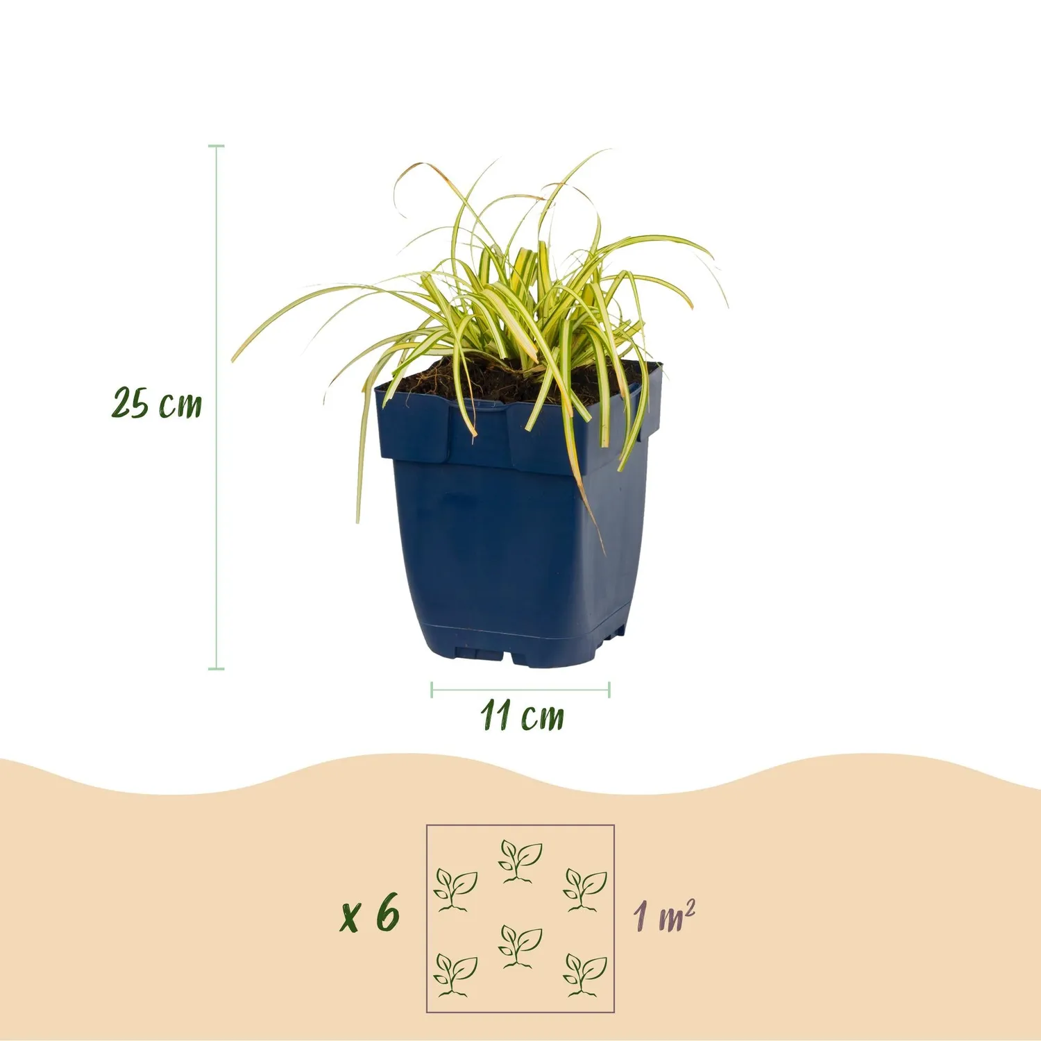 Plant and Stories Carex Evergold graminée pot 11 cm panaché