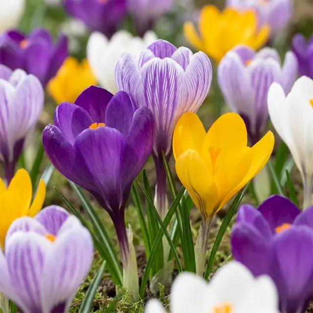 Plant and Stories Crocus grandes fleurs bulbes 60 bulbes mélange