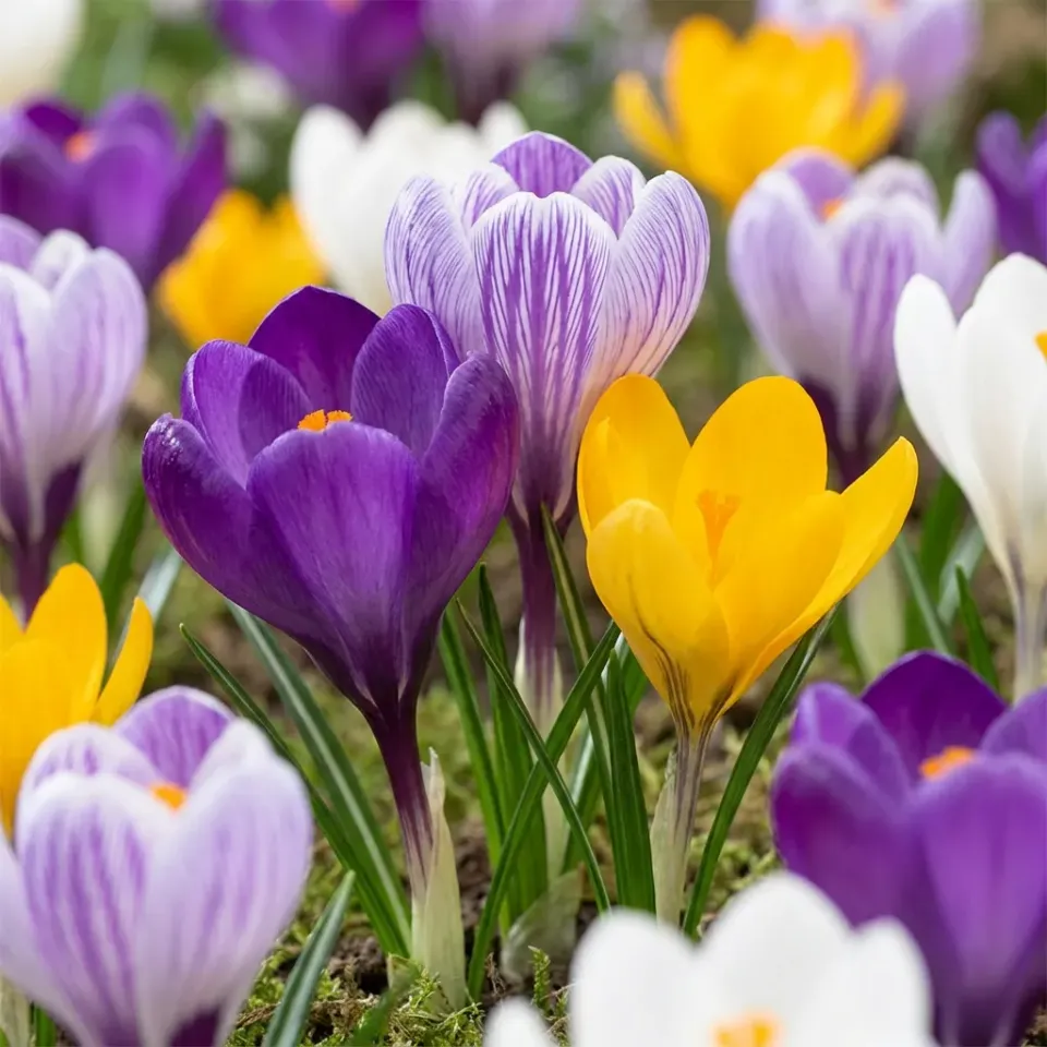 Plant and Stories Crocus grandes fleurs bulbes 60 bulbes mélange