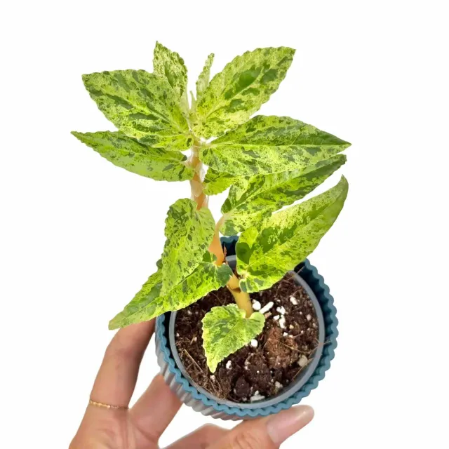 Plant and Stories Pellionia Repens Variegata plante pot 6cm nacrée