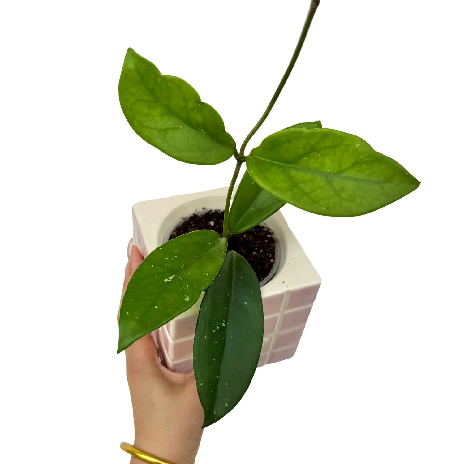 Plant and Stories Hoya Carnosa Dee's Big One plante pot 9 cm