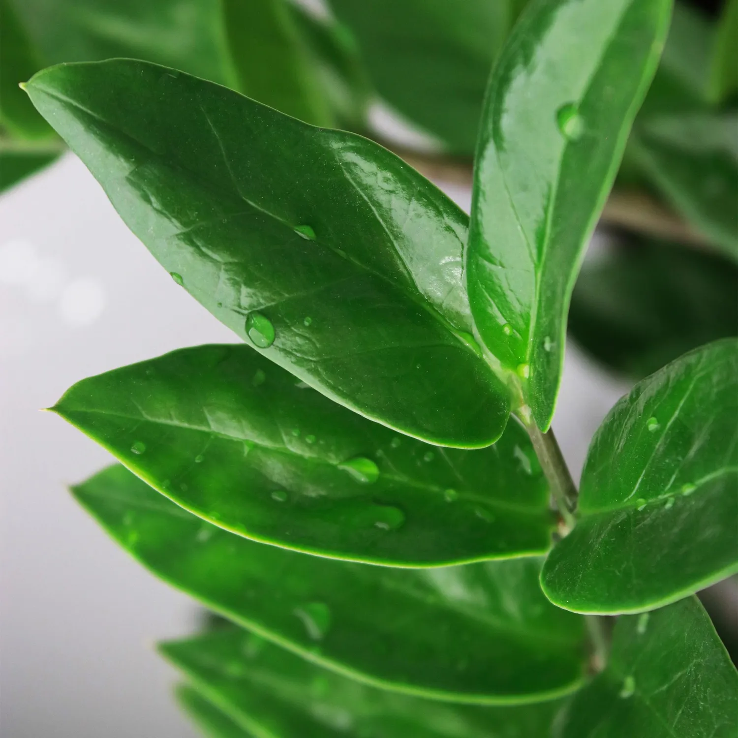 Plant and Stories ZZ zamioculcas plante lot 2 pots 17 cm