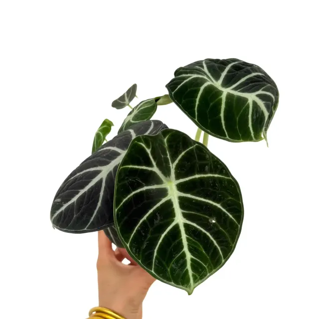 Plant and Stories Alocasia Black Ninja plante pot 11cm noire