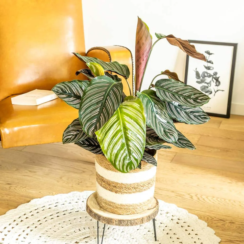 Réconciliation Végétale Sarah calathea ornata plante dépolluante D19 H75