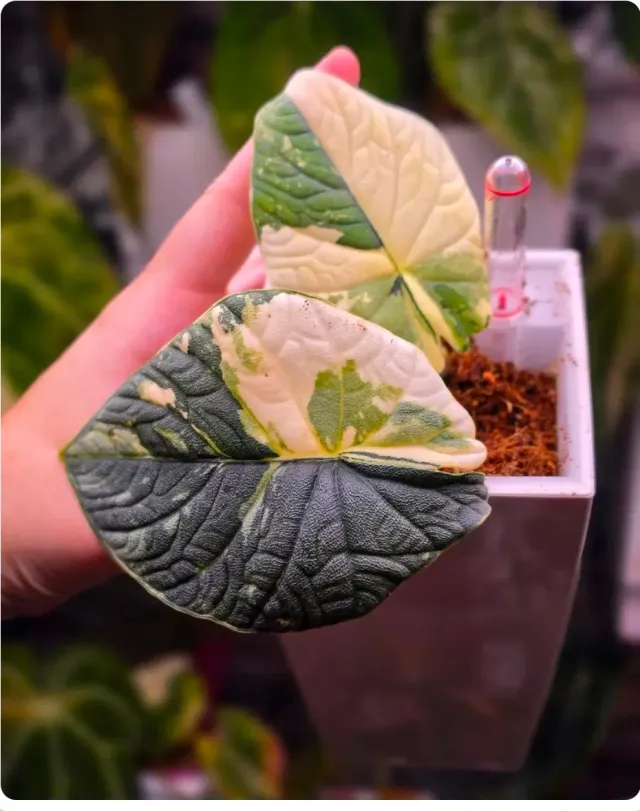 plant.ess Melo Albo corme alocasia large collector