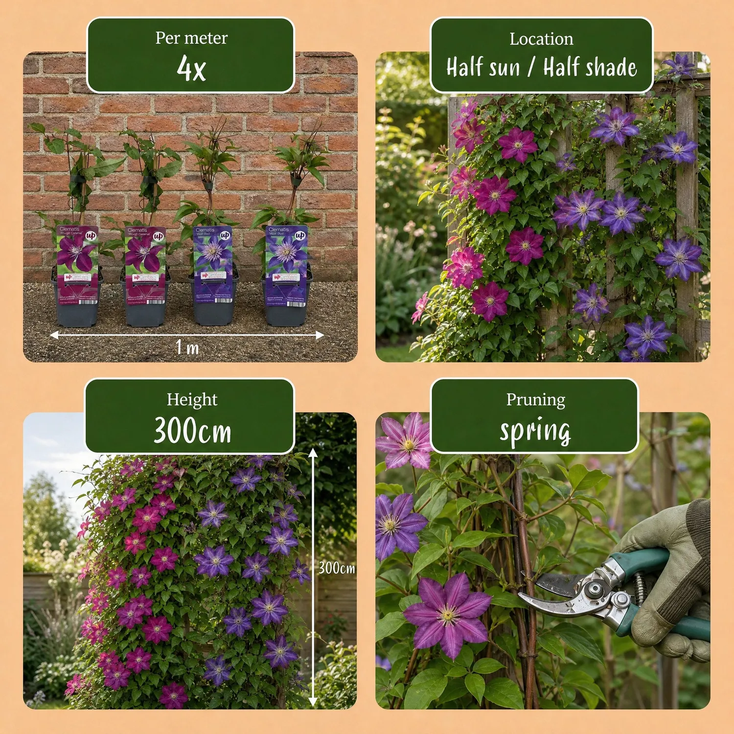 Plant and Stories Clematis Duo Bleu Rouge grimpante lot 2 plants