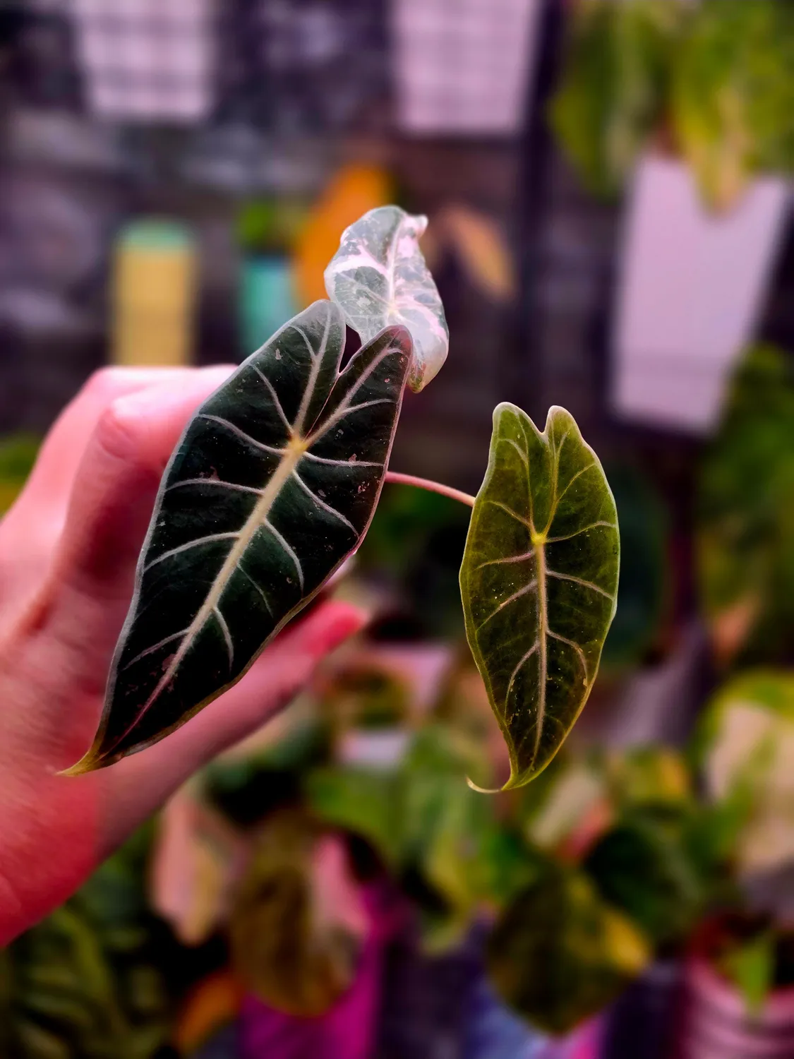 plant.ess Alocasia Black Satun Pink plante 3 feuilles rose