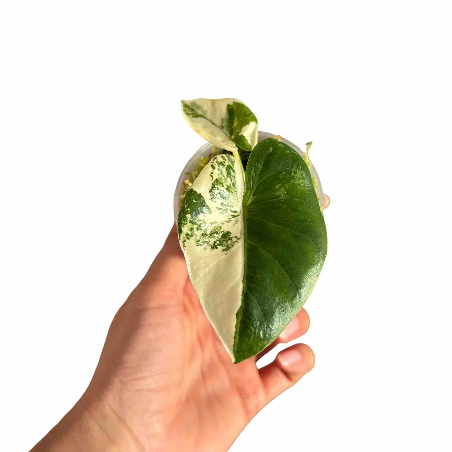 Plant and Stories Alocasia Macrorrhiza variegata plante pot 9cm