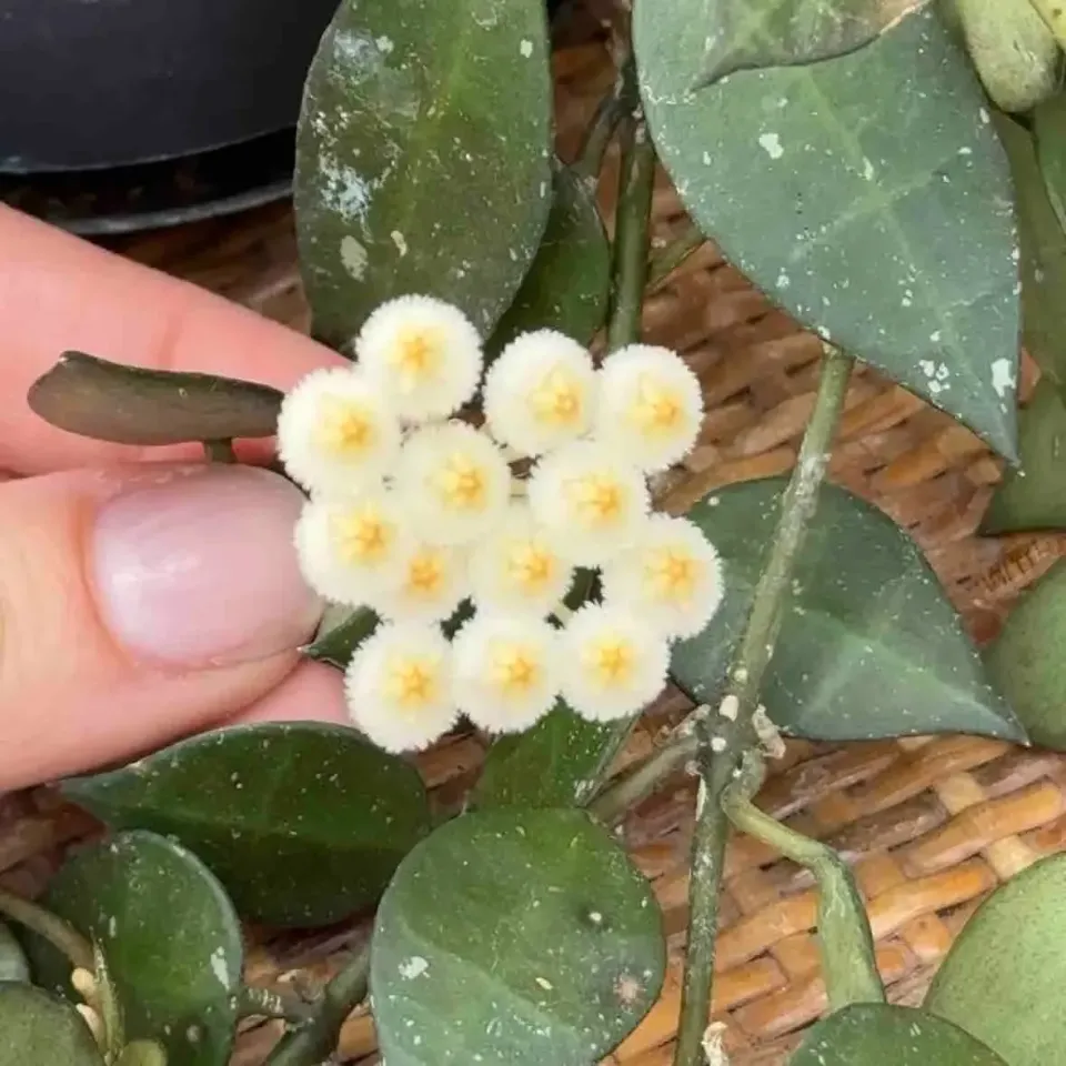 Plant and Stories Krohniana hoya argenté pot 6 cm
