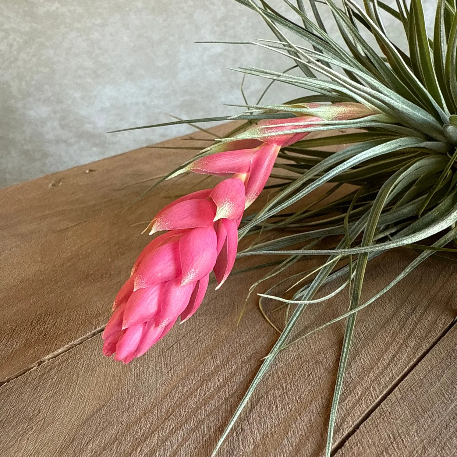 Airplantshop Tillandsia Houston plante aérienne XL fleur rose