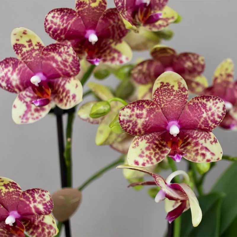 Plant and Stories Grosseto orchidée phalaenopsis orange pot 9 cm