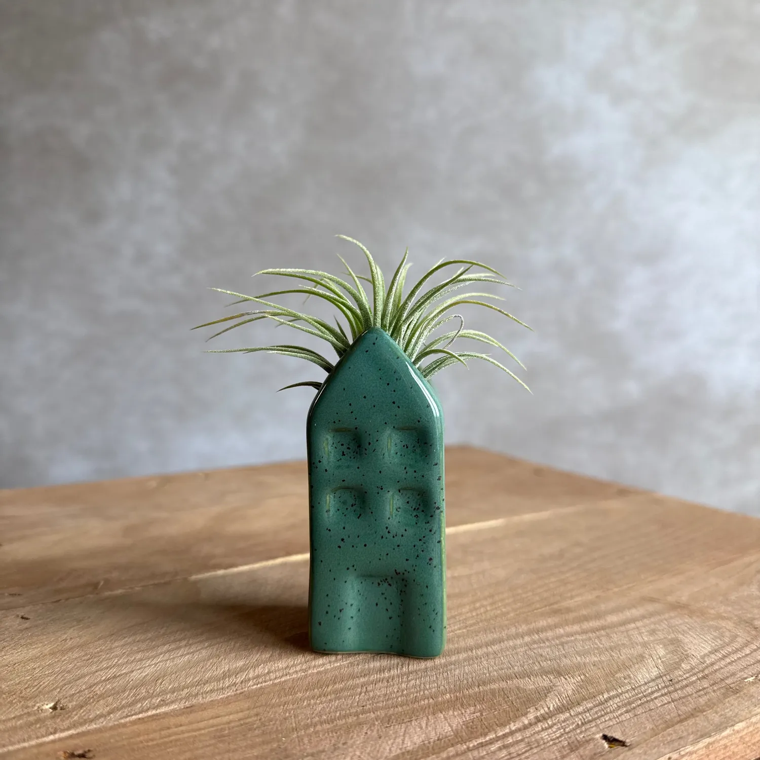 Airplantshop maison miniature Grachtenpandje Tillandsia bleu